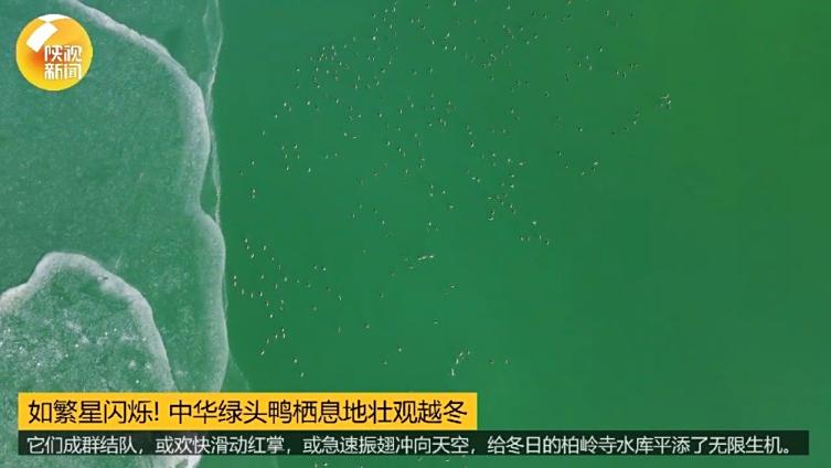 【如繁星闪烁!航拍中华绿头鸭栖息越冬】陕西咸阳旬邑柏岭寺水库迎来了大量绿头鸭栖息越冬。在宽